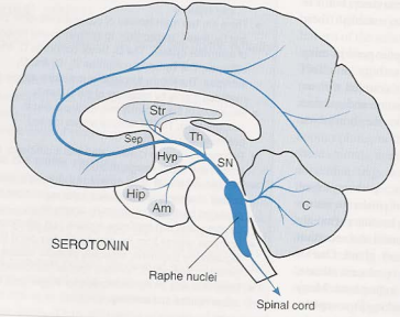 serotoninhjerne