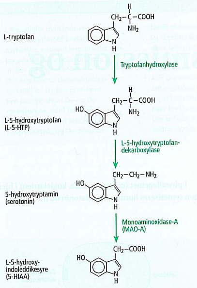 serotoninsyntese