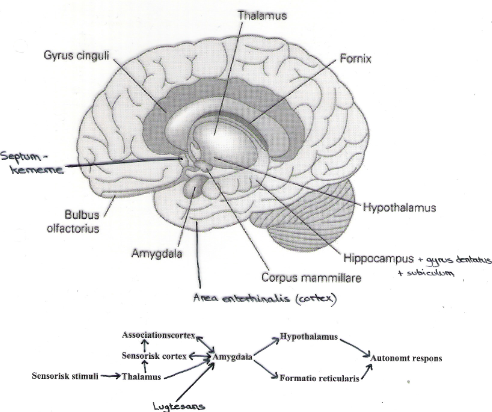 Limbiske-system - Medicin.wiki